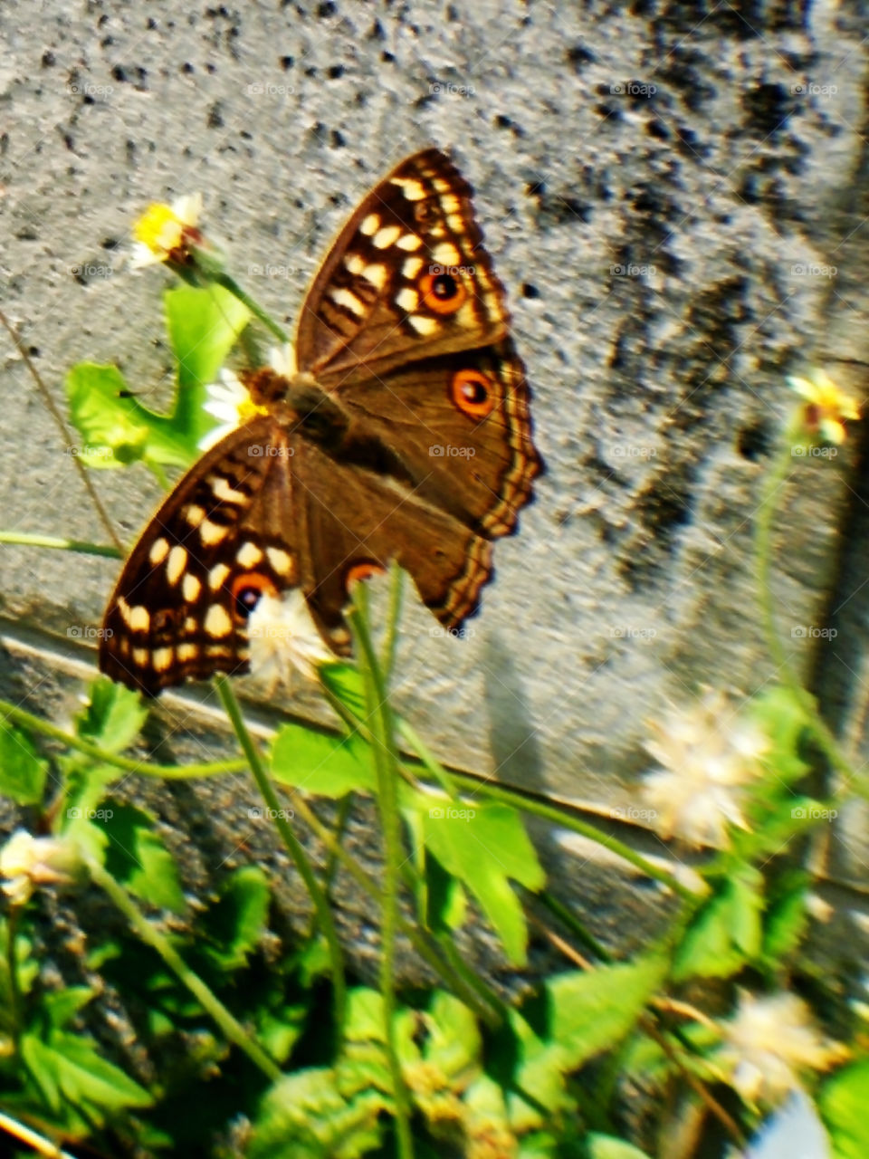 The butterfly. the butterfly that have the wing nicked