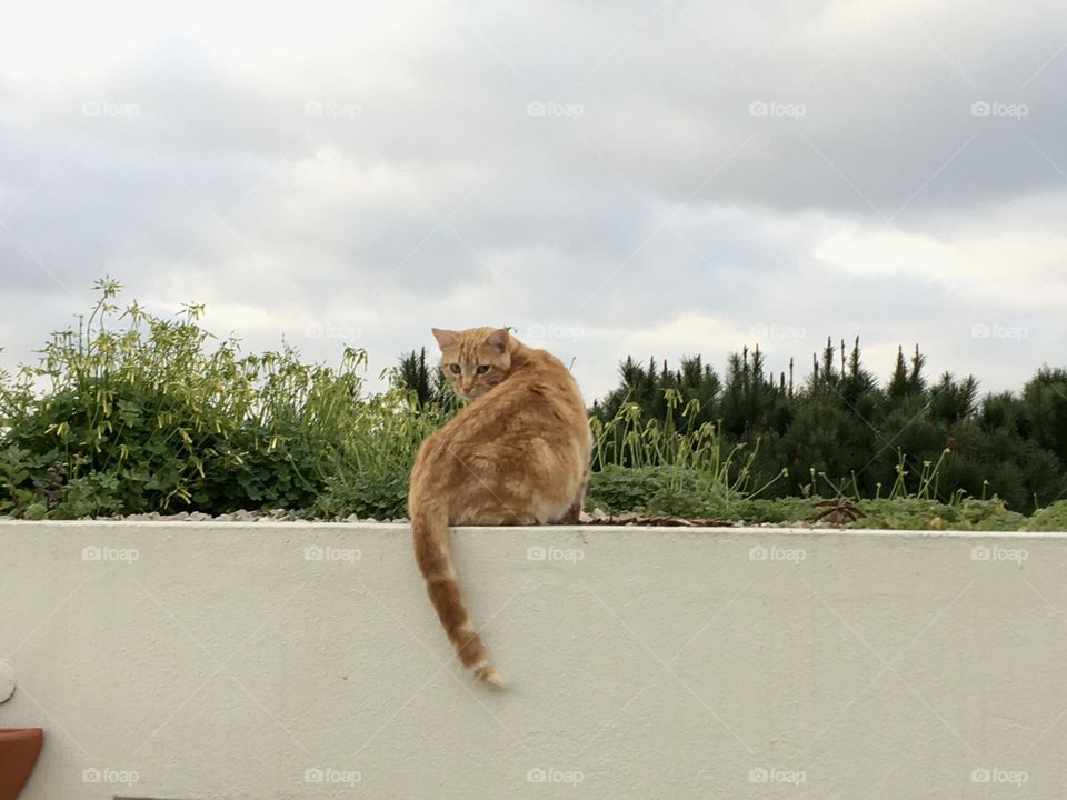 Cat on terrace