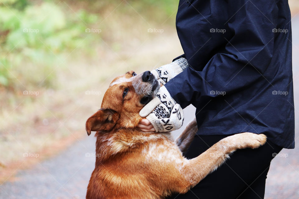 Dog enjoying affections