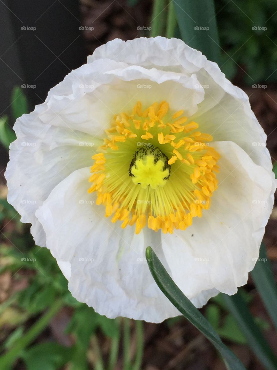 Wind poppy 