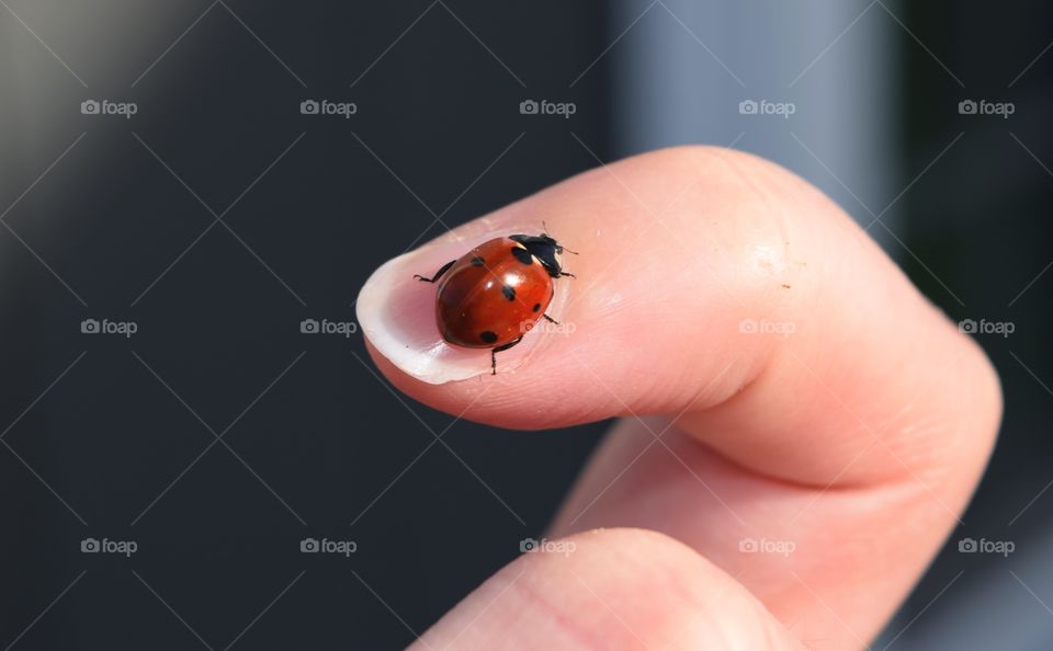 Lady bug on finger 