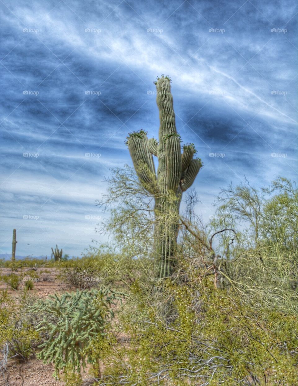 Arazonia cactus view