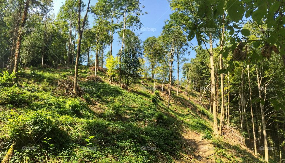 Mountain trail through the forest 