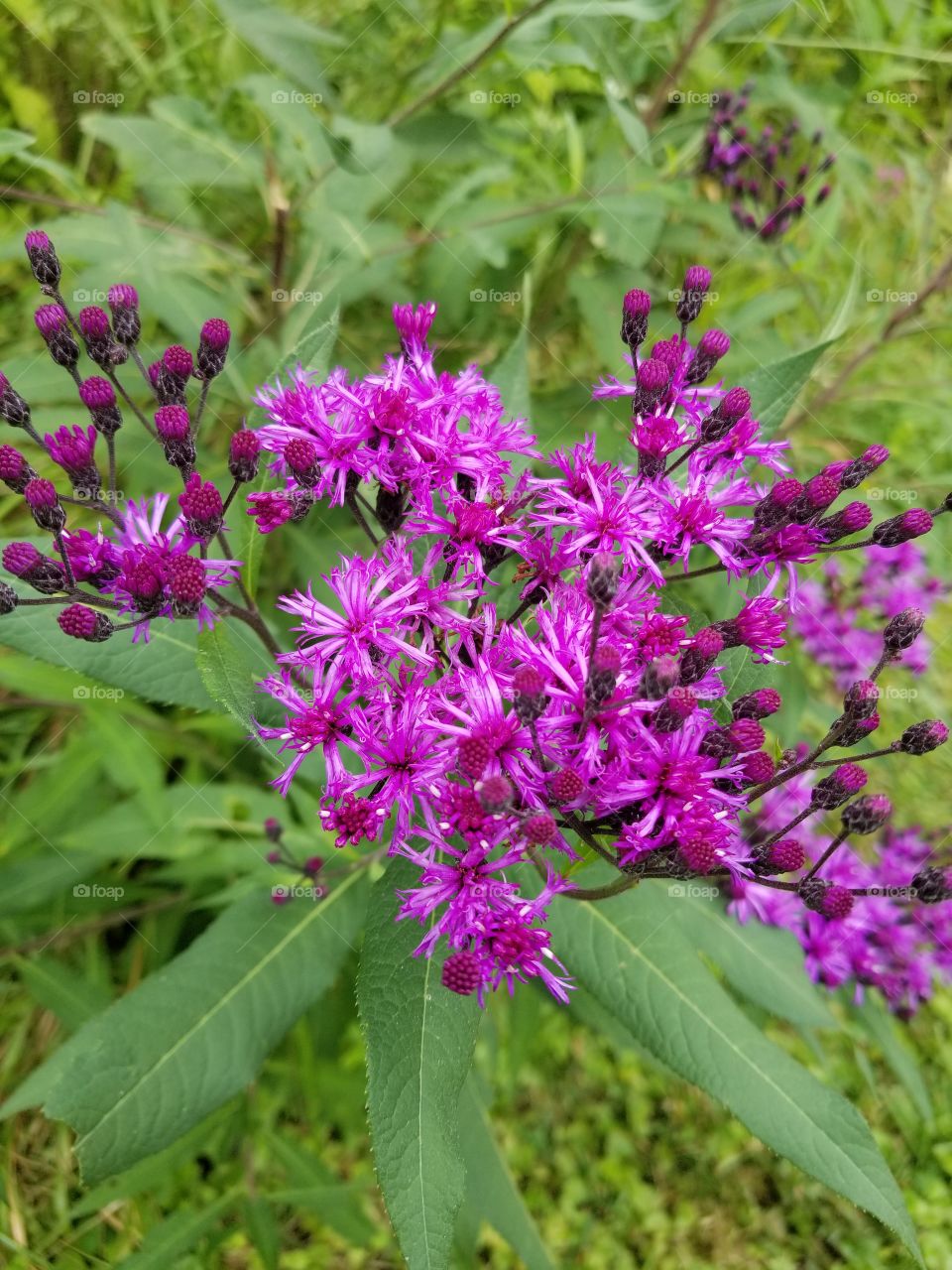 wild purple