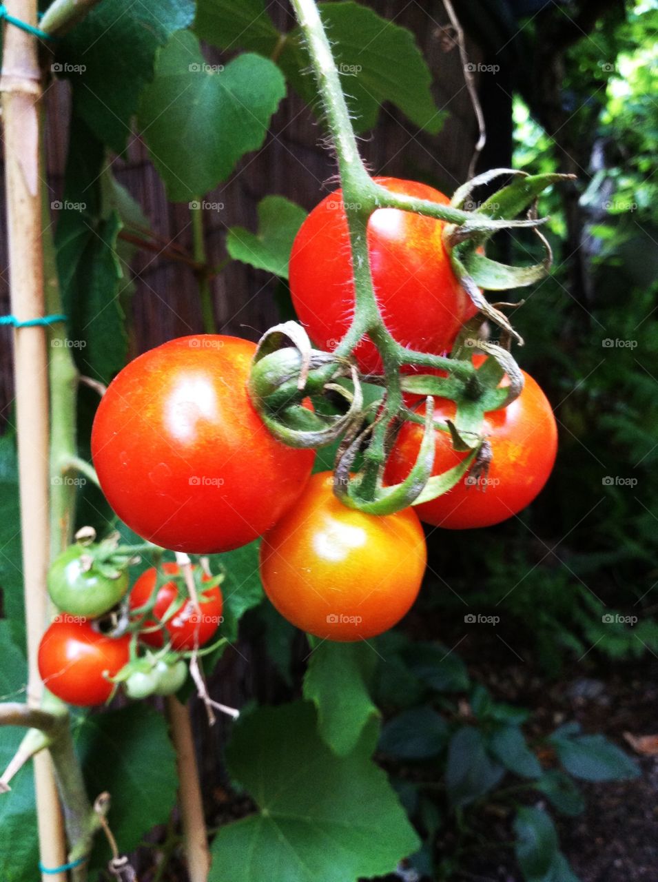 Tomatoes on the vine 