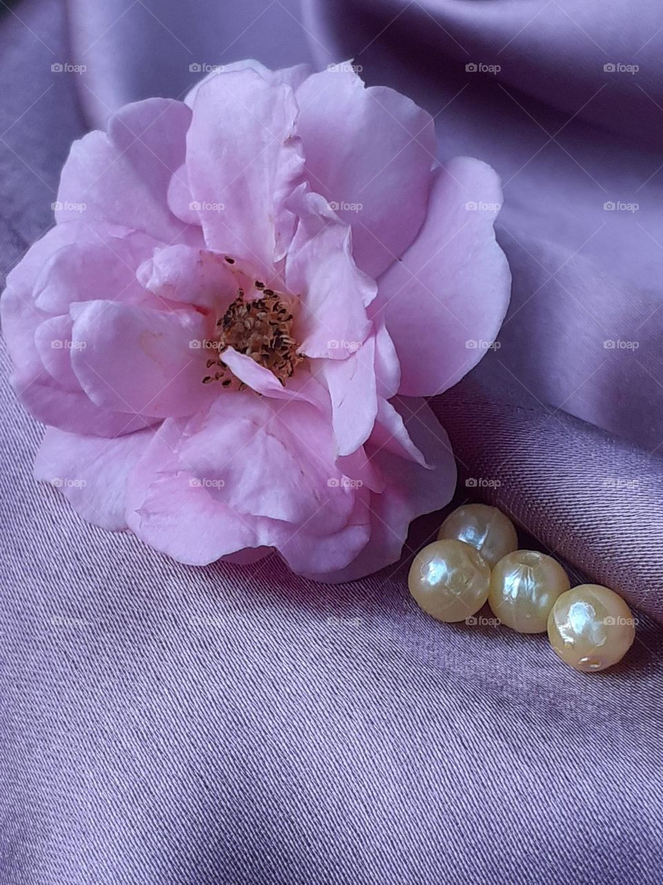 A light pink rose on a light purple background with a few light yellow beads close to it