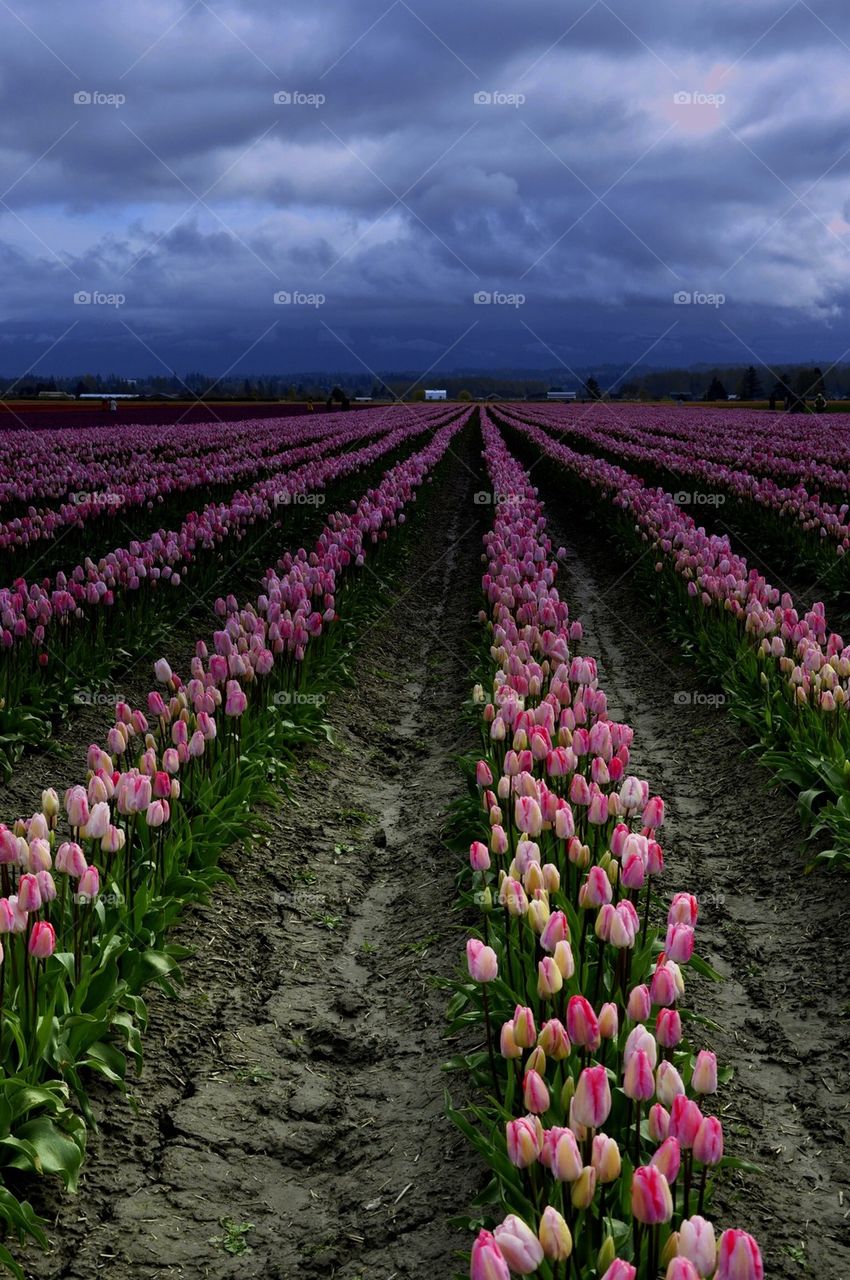 Tulip Fields