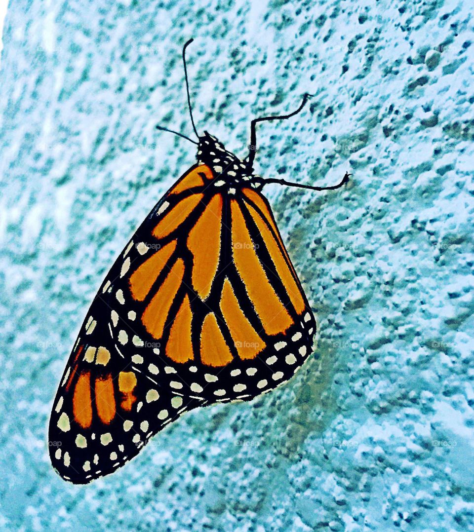 Monarch butterfly 