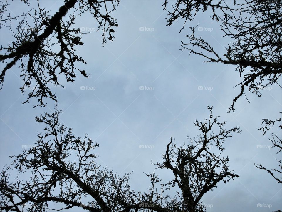 sky through branches