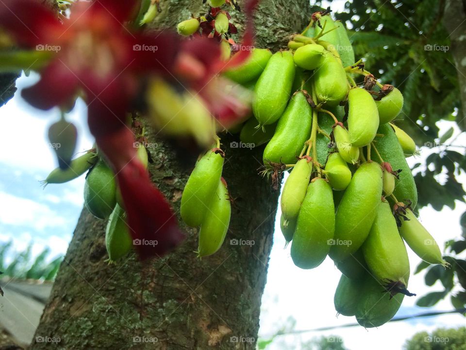 Belimbing wuluh or cucumber tree