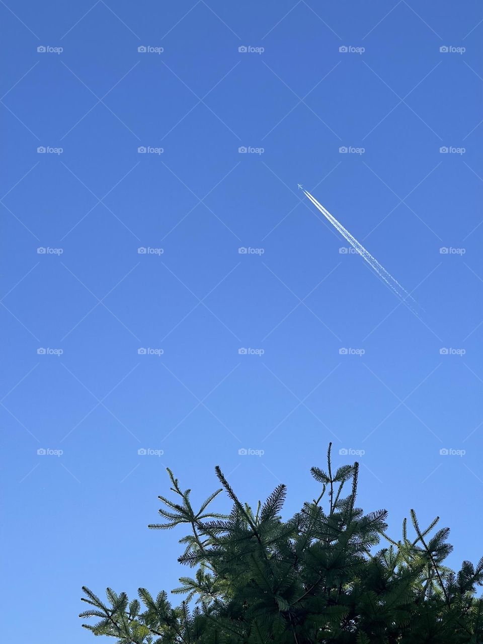 Clear sky with aeroplane and bright green tree