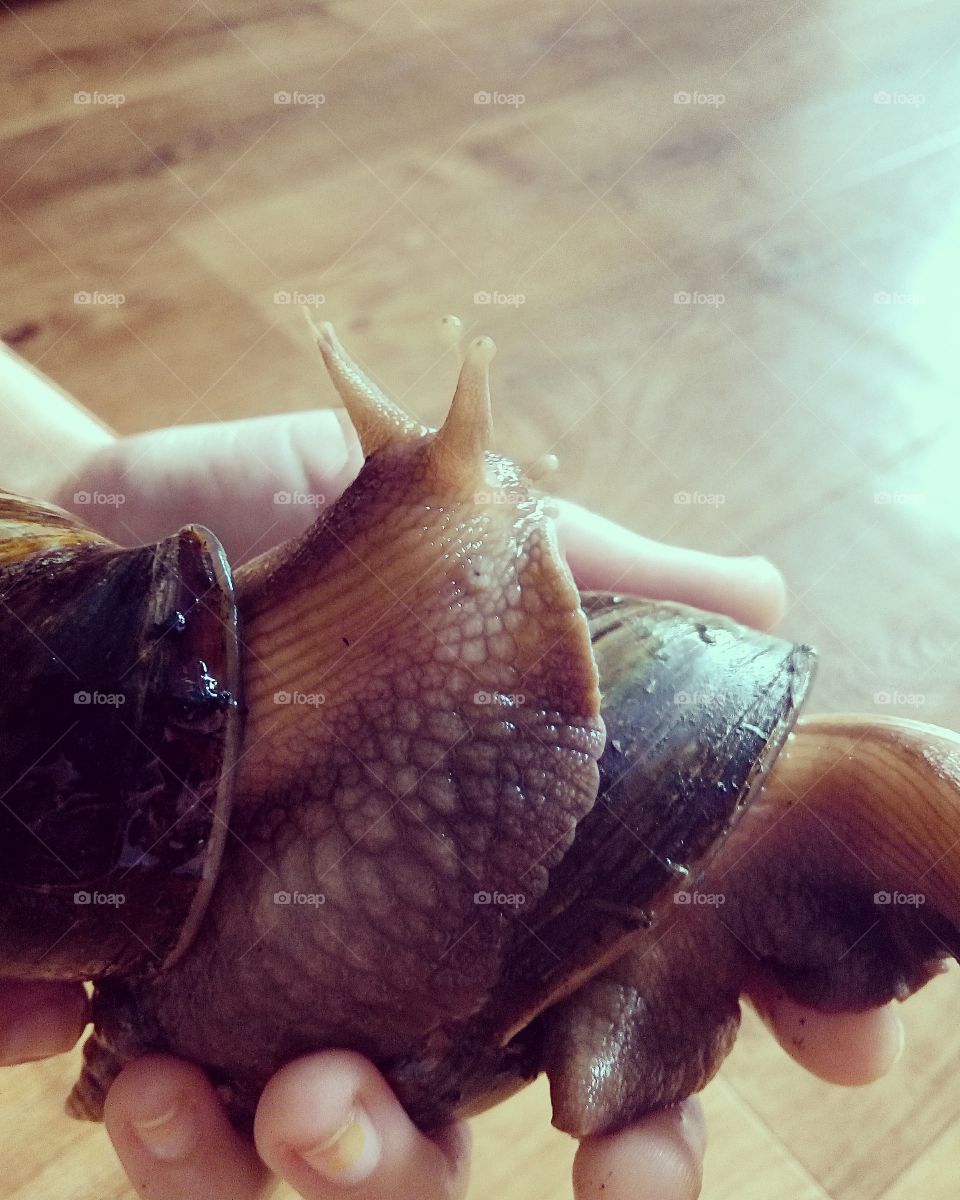 Big snail, love pet
