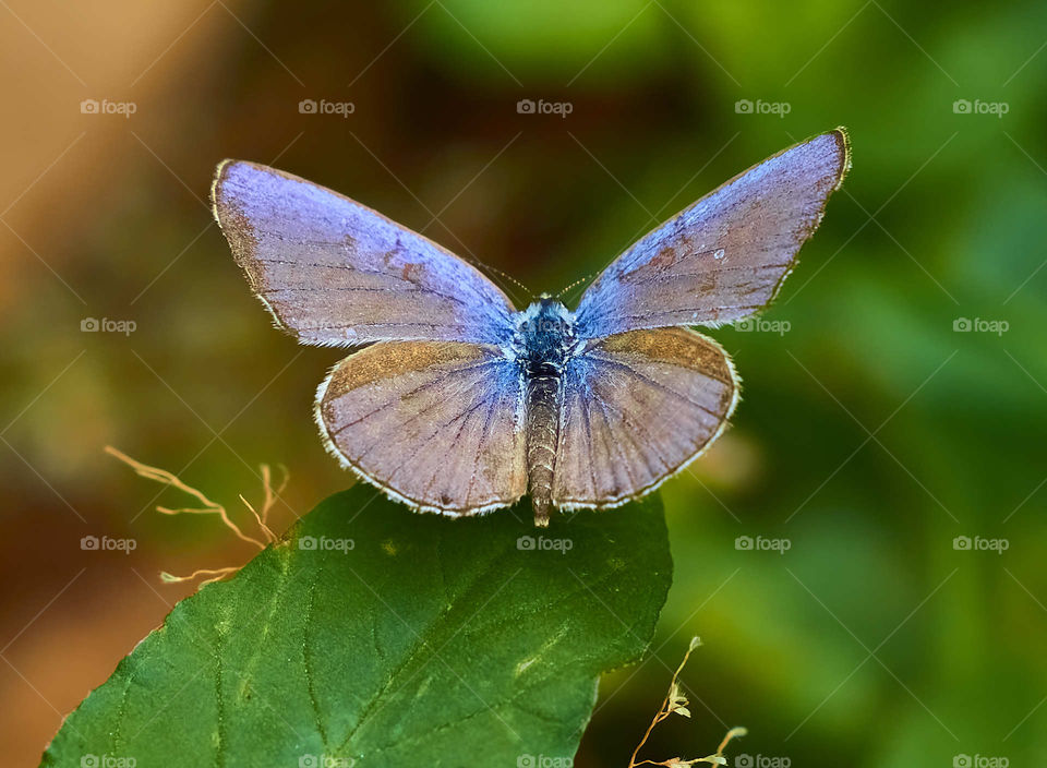 Macro photography - Butterfly