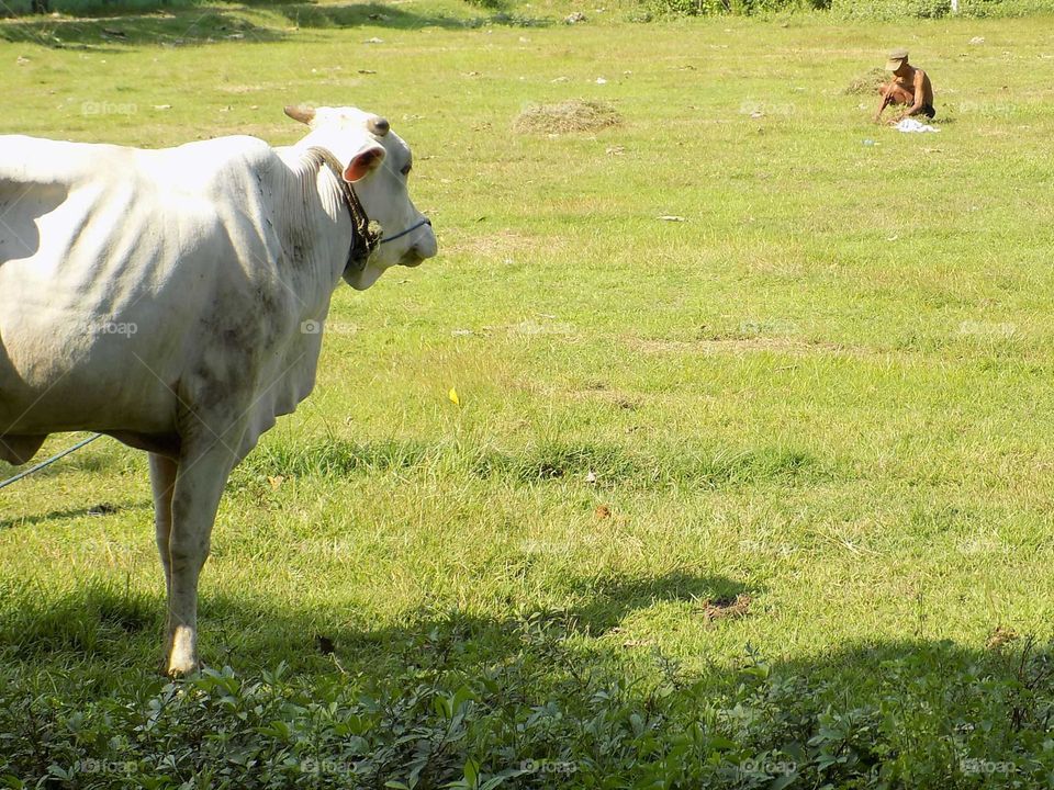 Looking for grass in the field to feed the beloved cow