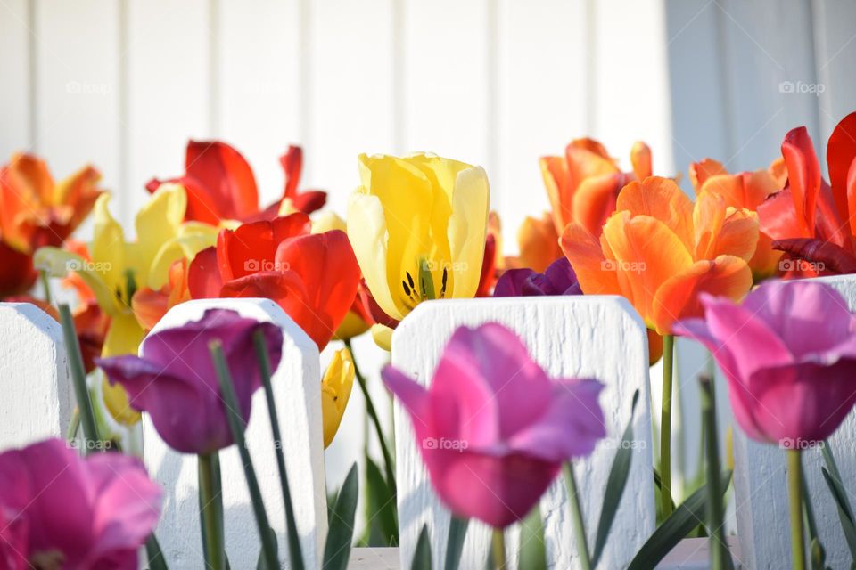 garden flower colour view