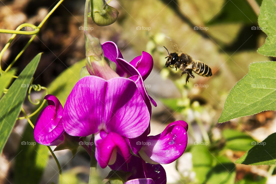 Bee flying towards a flower