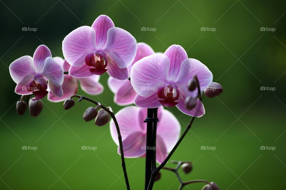 Orchid flower