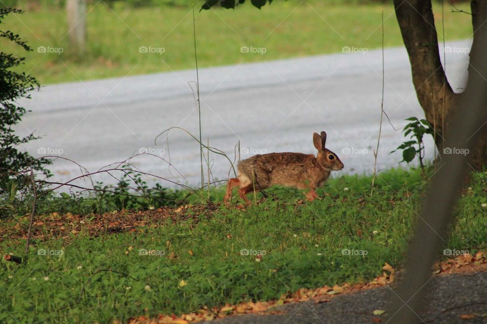 Glorious light brown colored bunny with bright green grass and trees around and in the background. Taken in Lynchburg, Virginia.