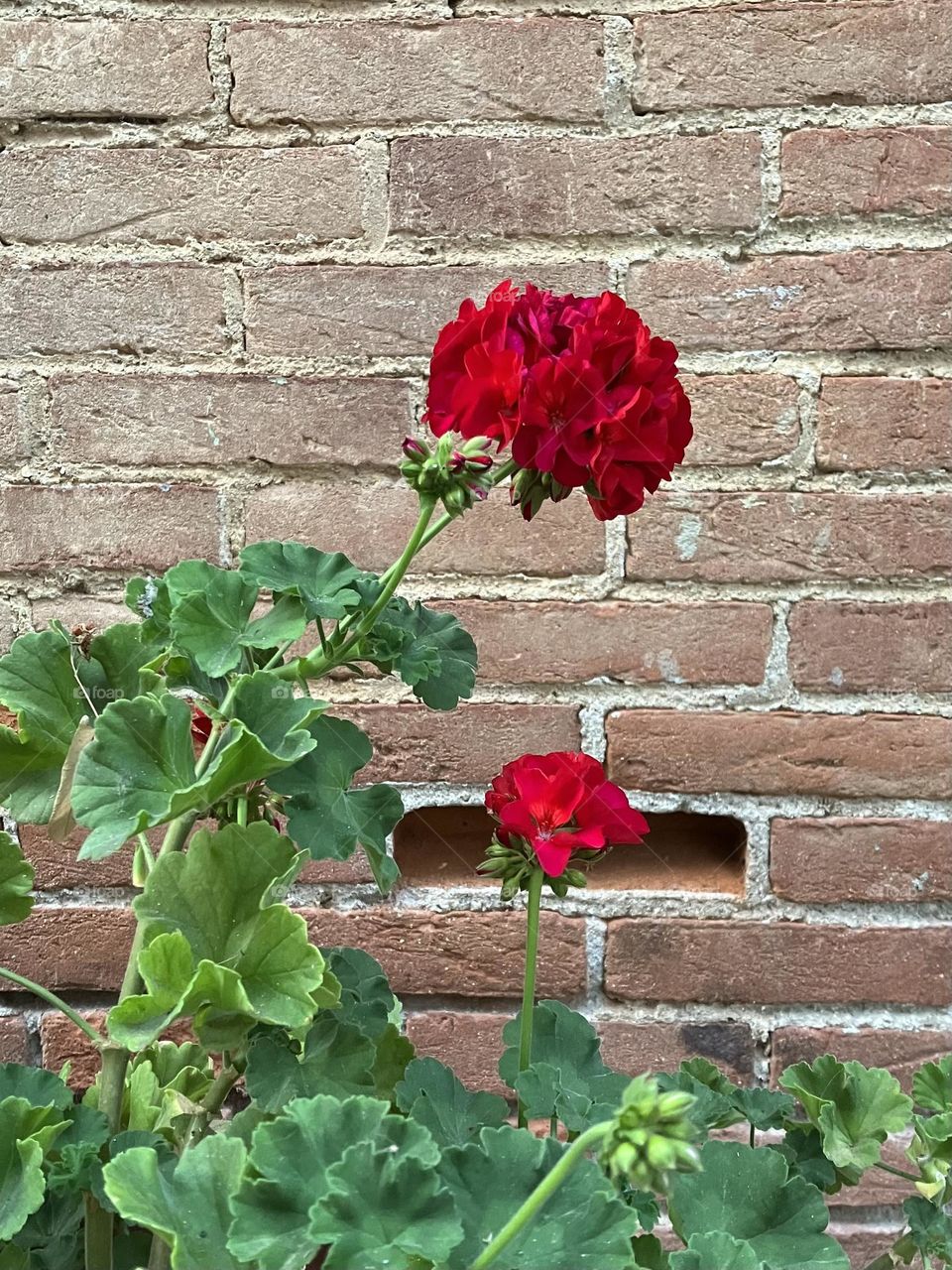 Red pelargonium on bricks wall