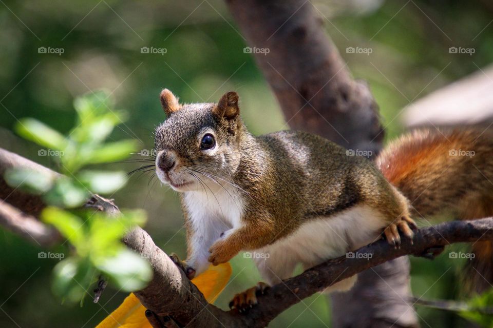 Red squirrel