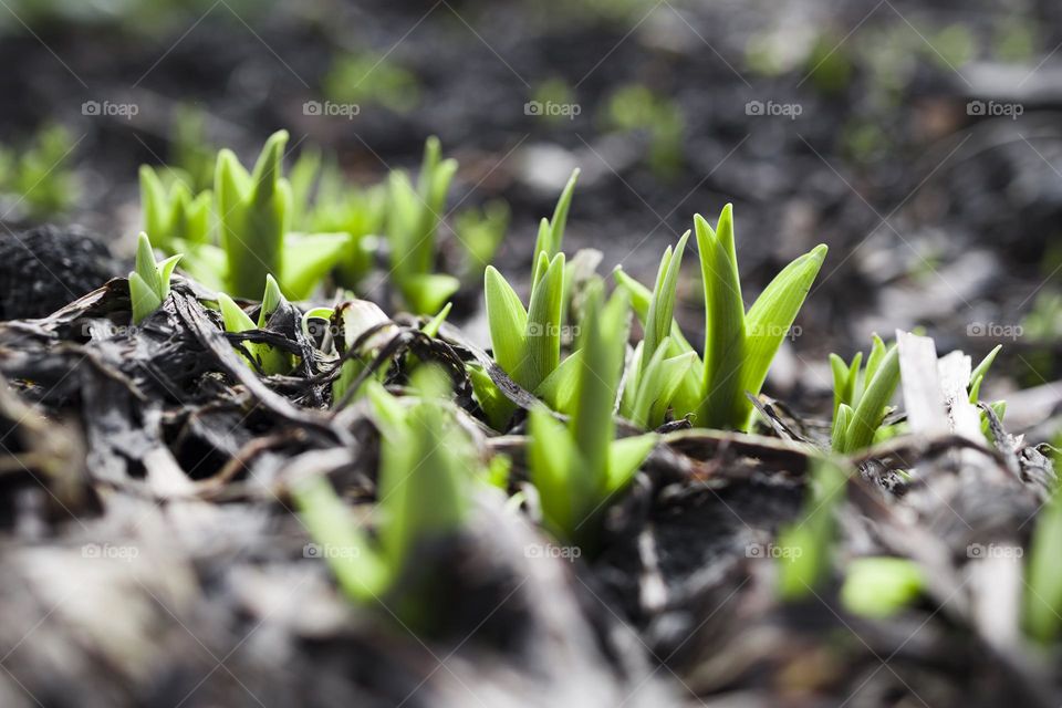 Group of green sprouts growing out from earth . Spring concept