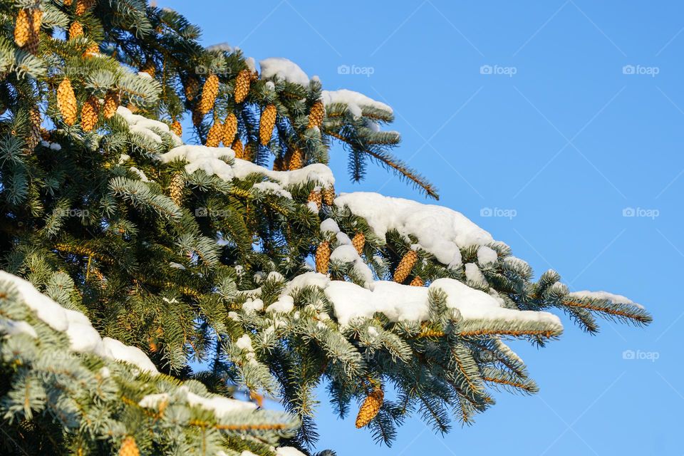 snow covered spruce branches with cones against a blue sky background