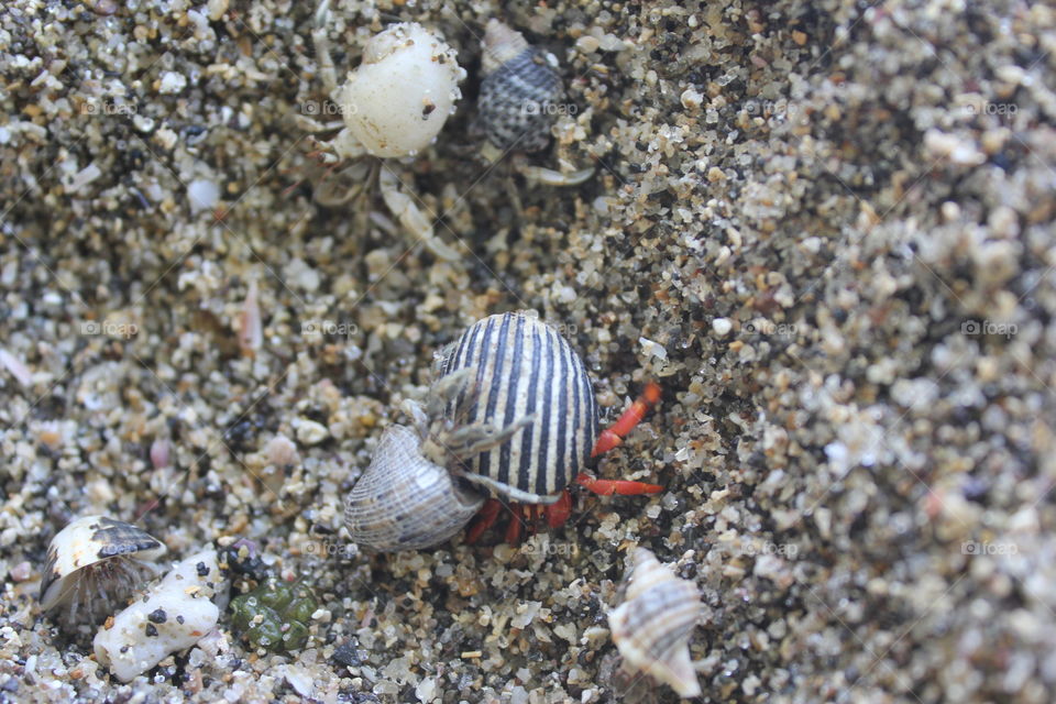 Clsoe-up of seashells on sand