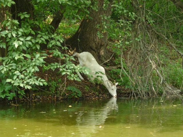 Goat in the forest 
