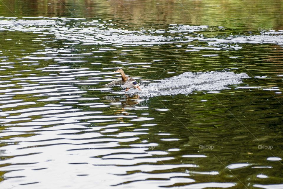 Wild duck runs on the waves.