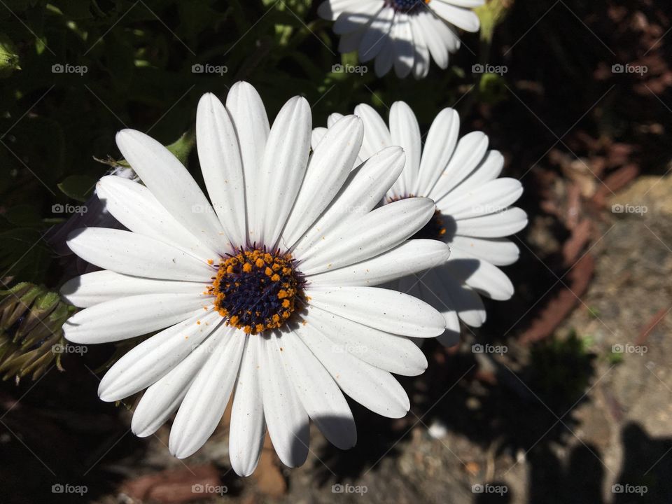 Pure white flowers make a bright day even brighter. These flowers carry lots of pollen for easy pollination 