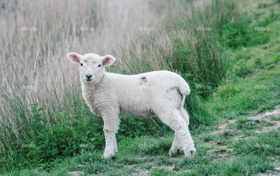 A lamb in a grassy environment 