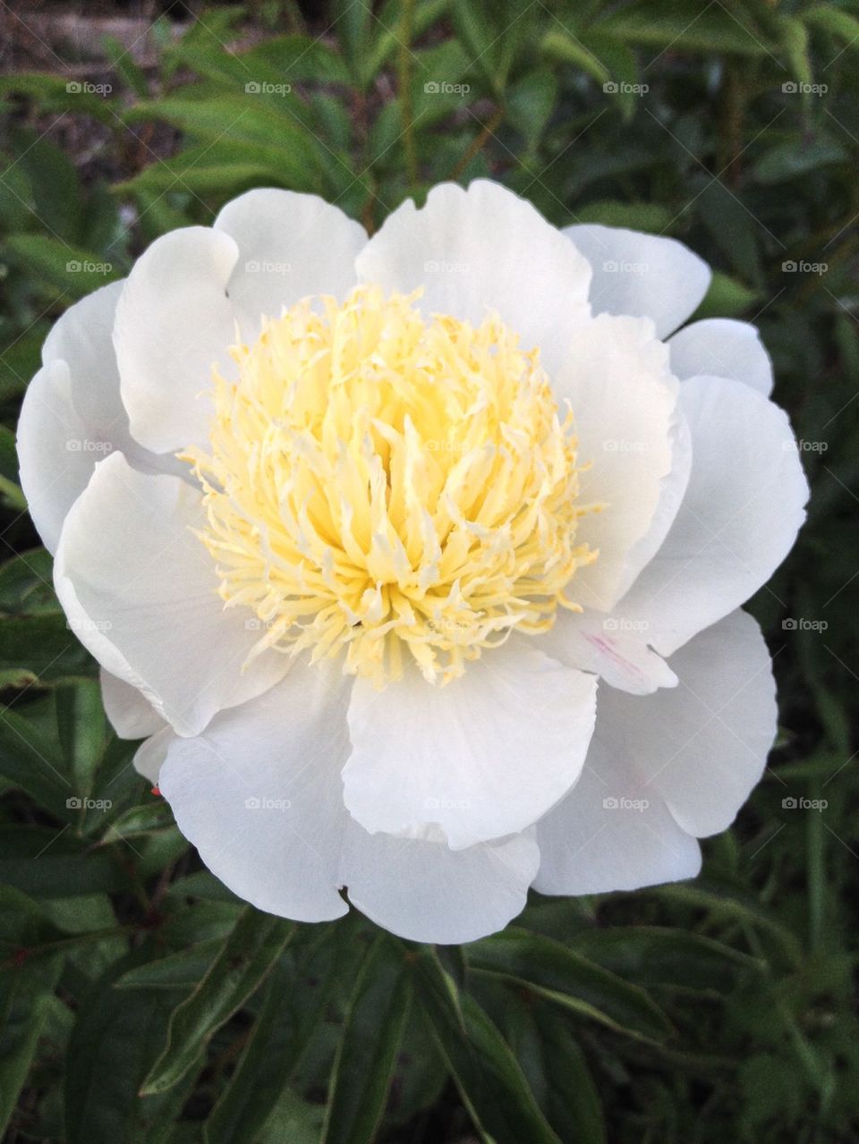 Peony
