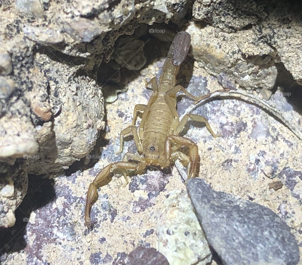 Small scorpion wandering around the desert rocks