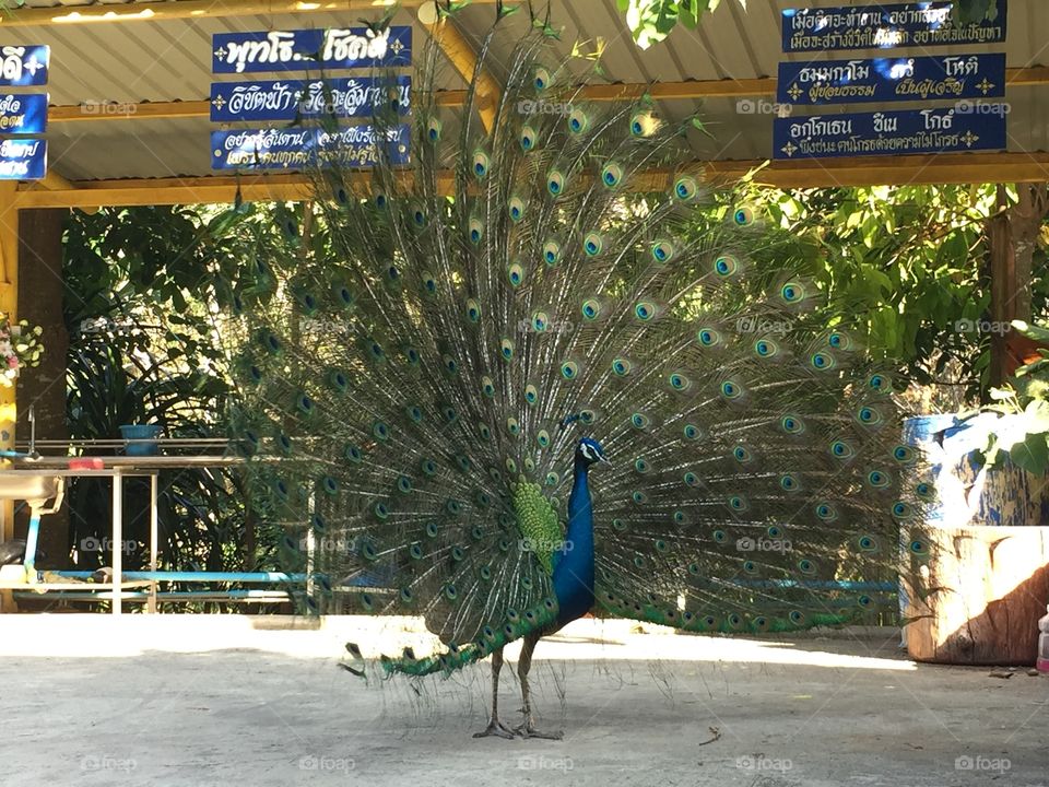 Exhibition, Outdoors, Peacock, Bird, No Person