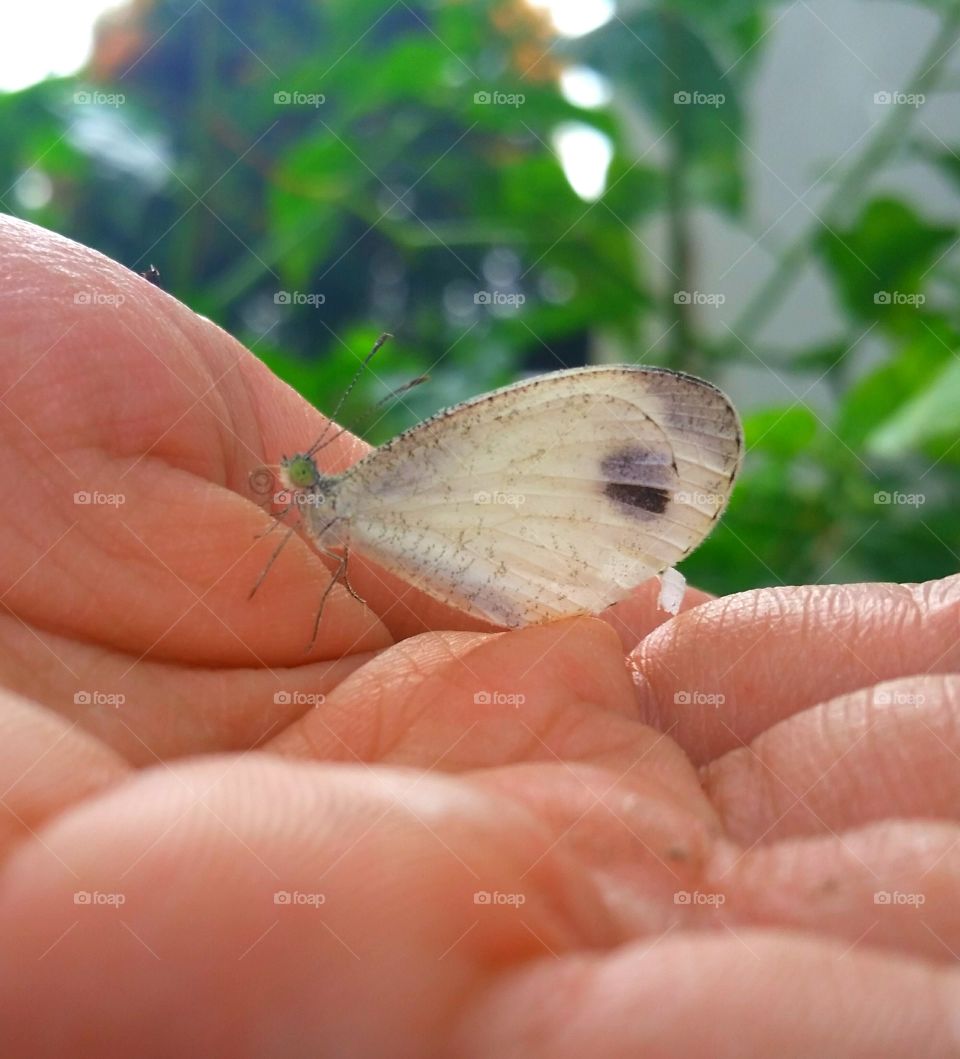 Pieris butterfly in a hand.
