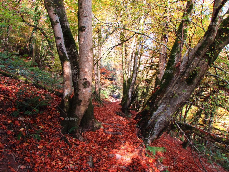 Exmoor forest