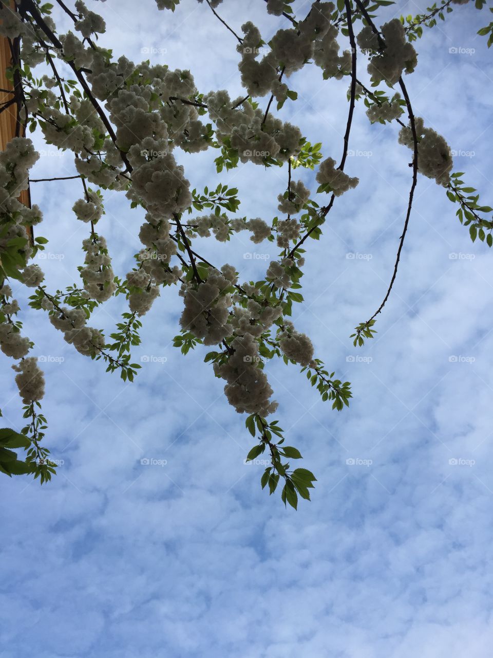 Beautiful Flowers during Morningwalk in Norrköping Sweden 