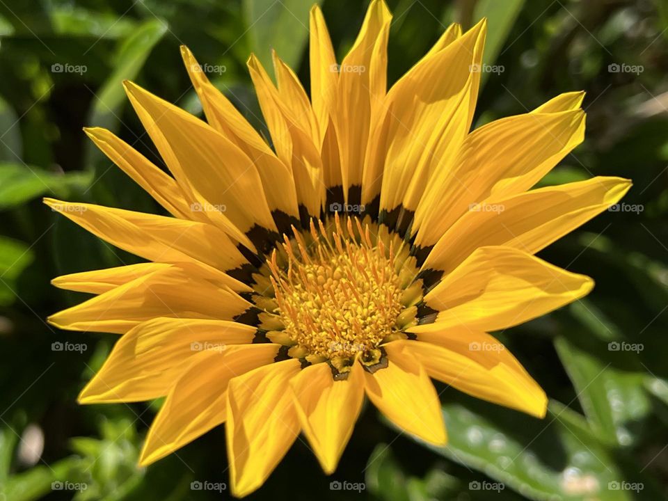 Pretty gazania flower 