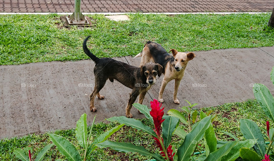 Two mutt dogs