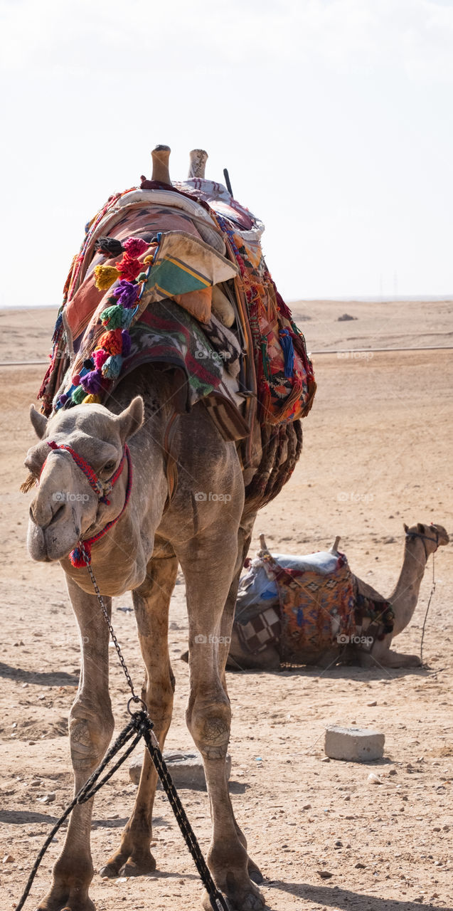 Camel for rental