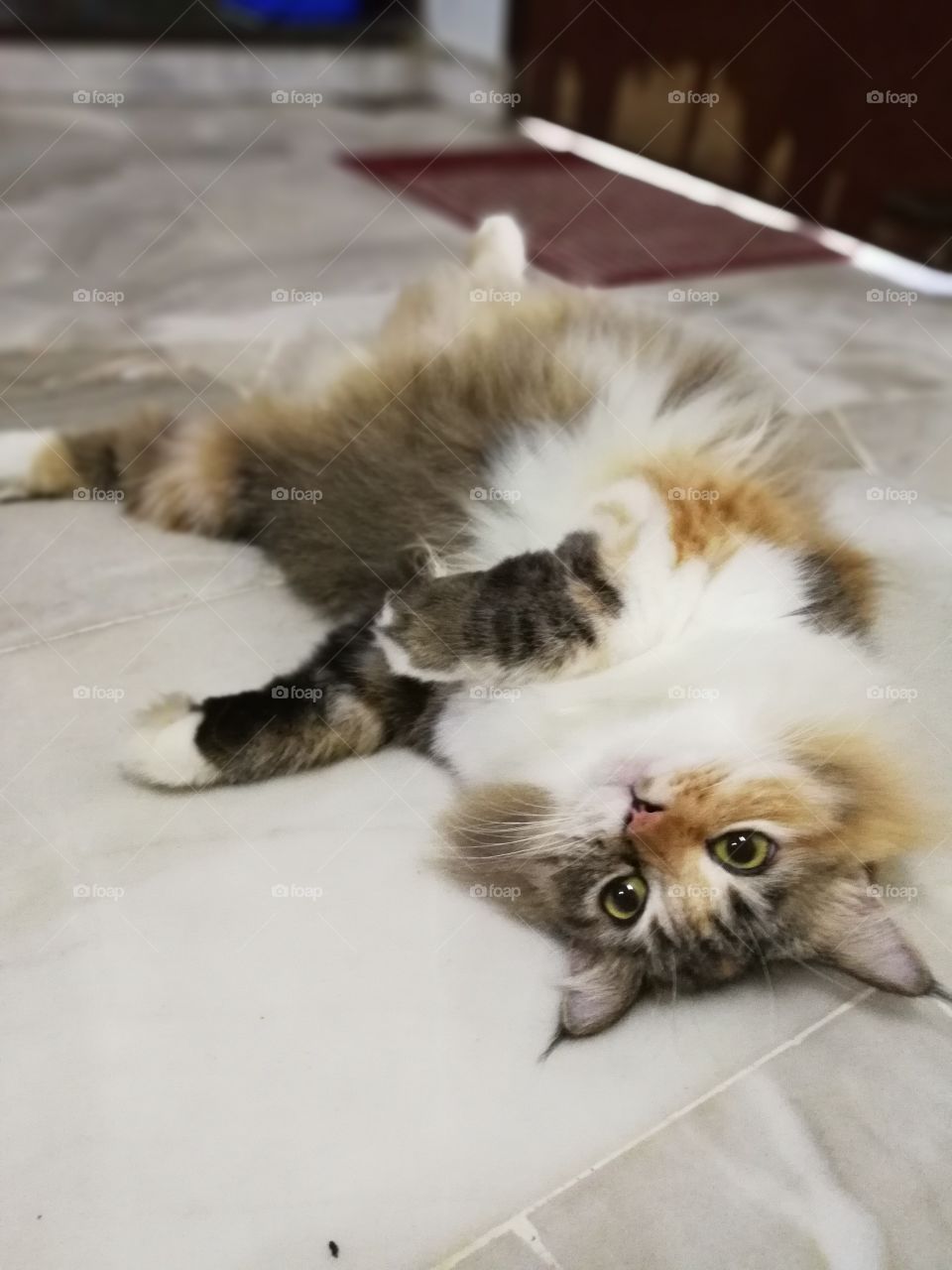 cute cat lie down at the floor