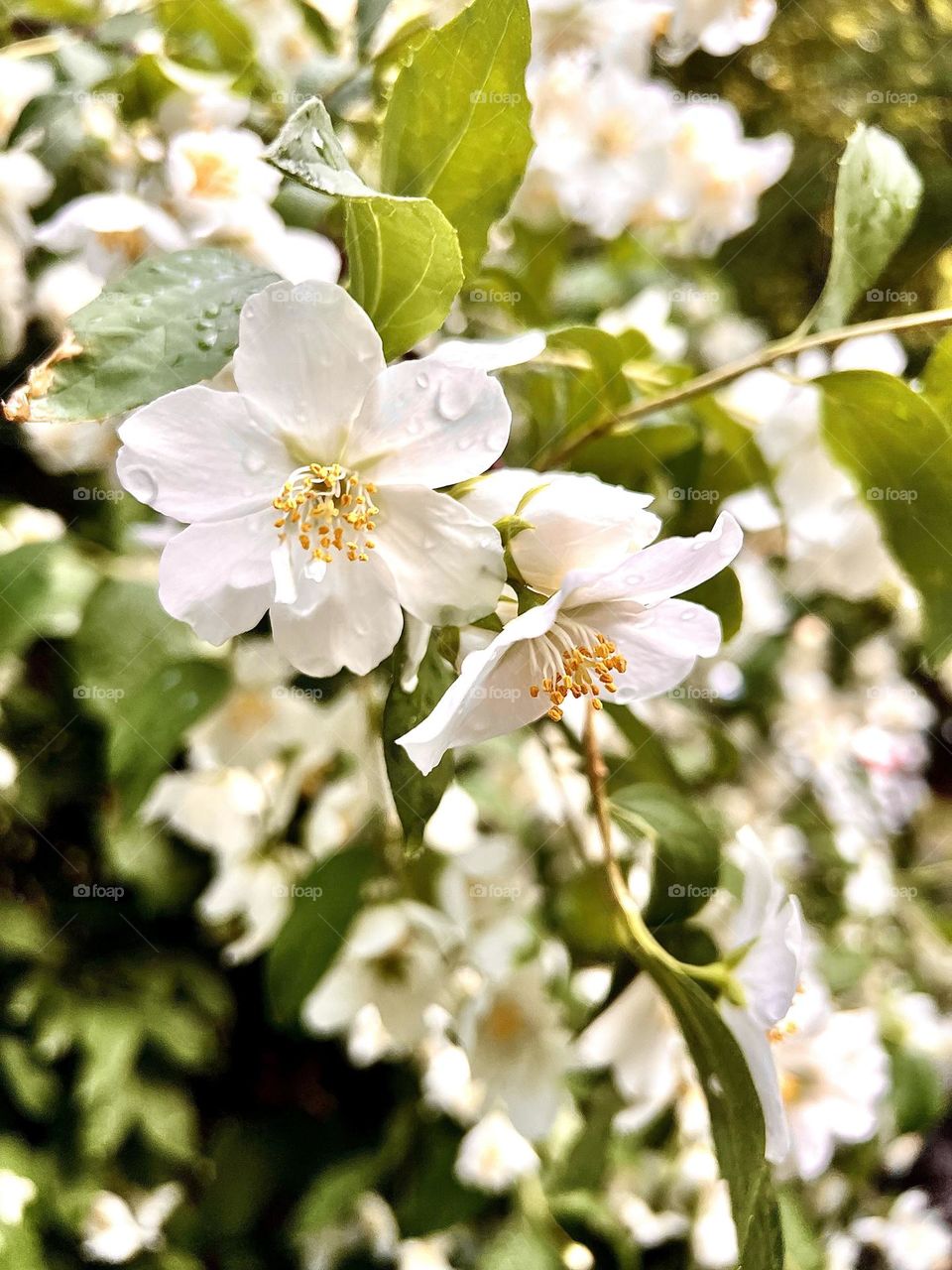Chubushnik crown / Philadelphus
coronary
The flowers are white, with a strong sweet aroma. jasmine