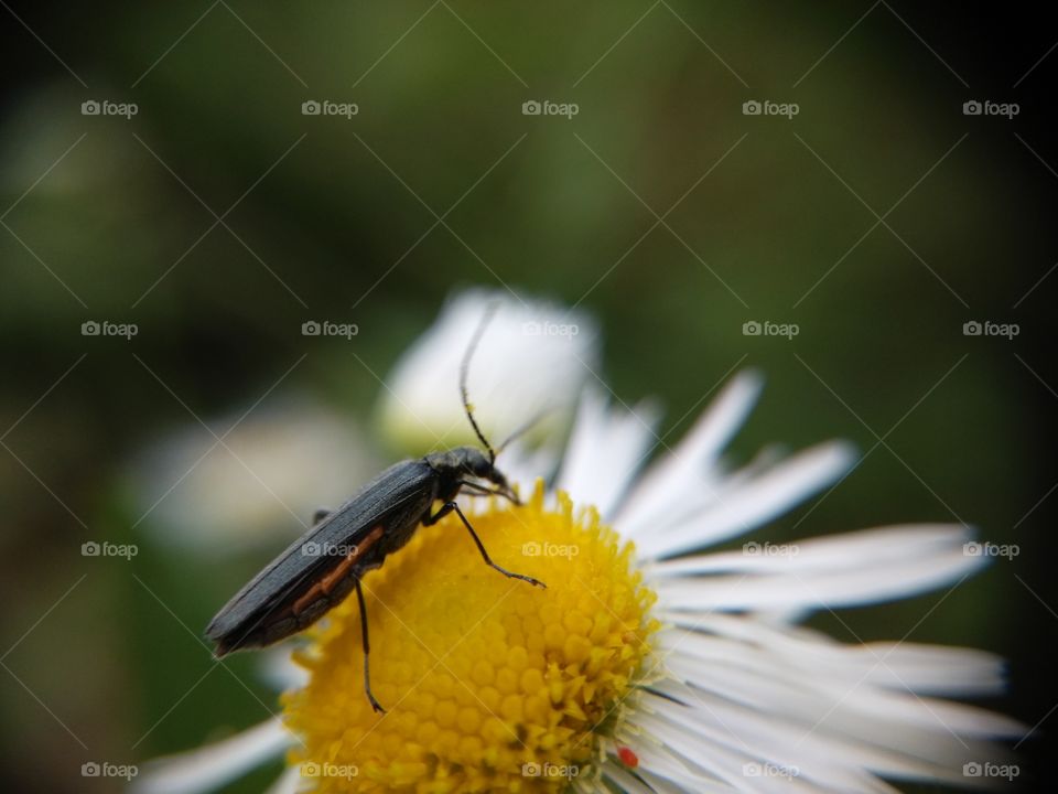 Close-up of insect on flower