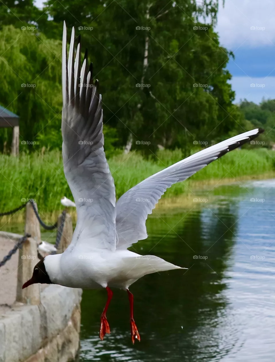 Seagull
