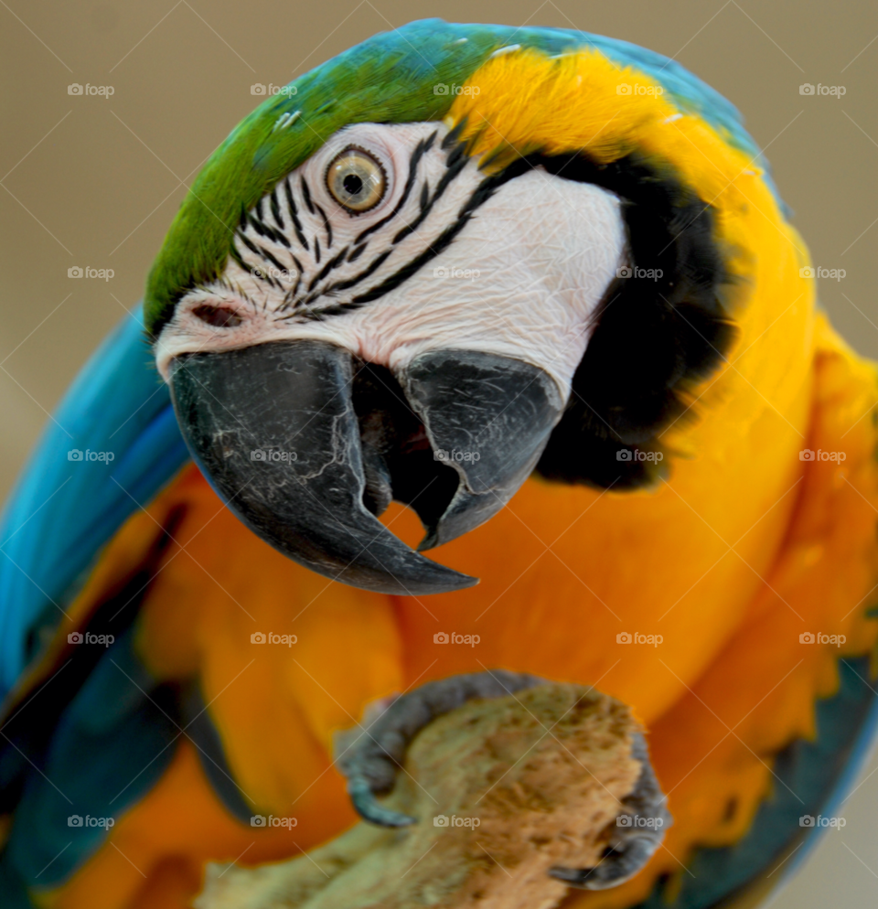 parrot macaw colorful bird pet bird by lightanddrawing