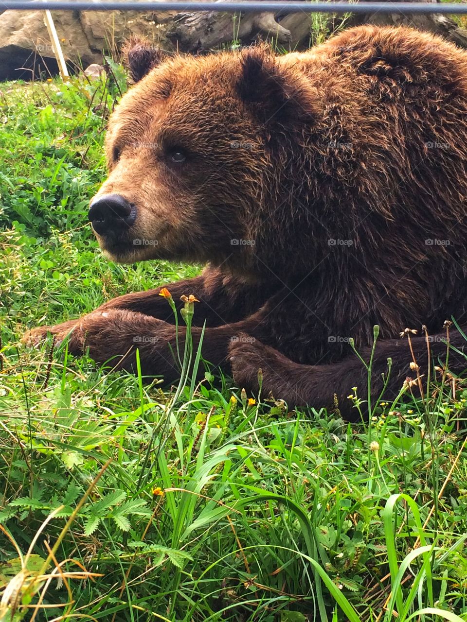 There is a special bear rehabilitation center in Ukraine. Bears from circuses or shot by hunters, they found help and care here. Just look into that eyes. 