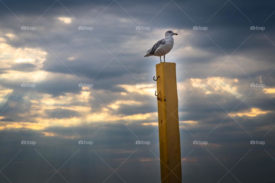 Seagull on a pole