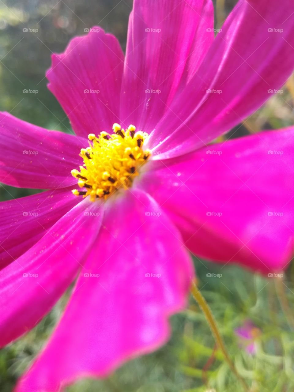 Flower in pink color 6