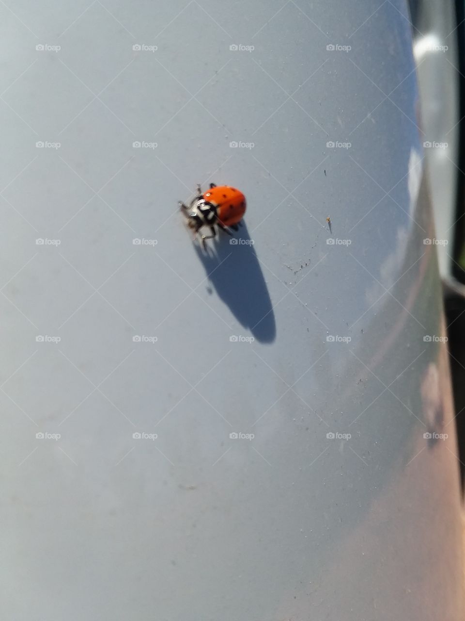 lady bug