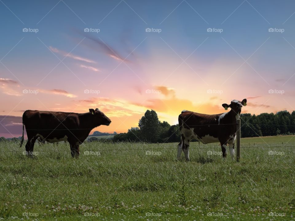 Sunset backlight cows